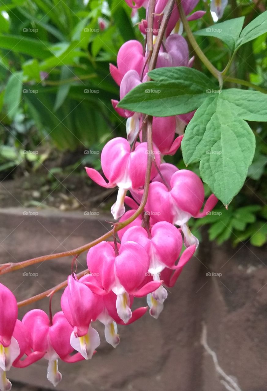 Bleeding Heart Flowers NYC