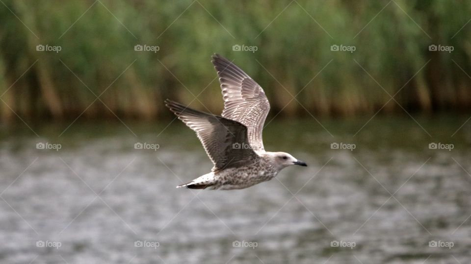 seagull in flight