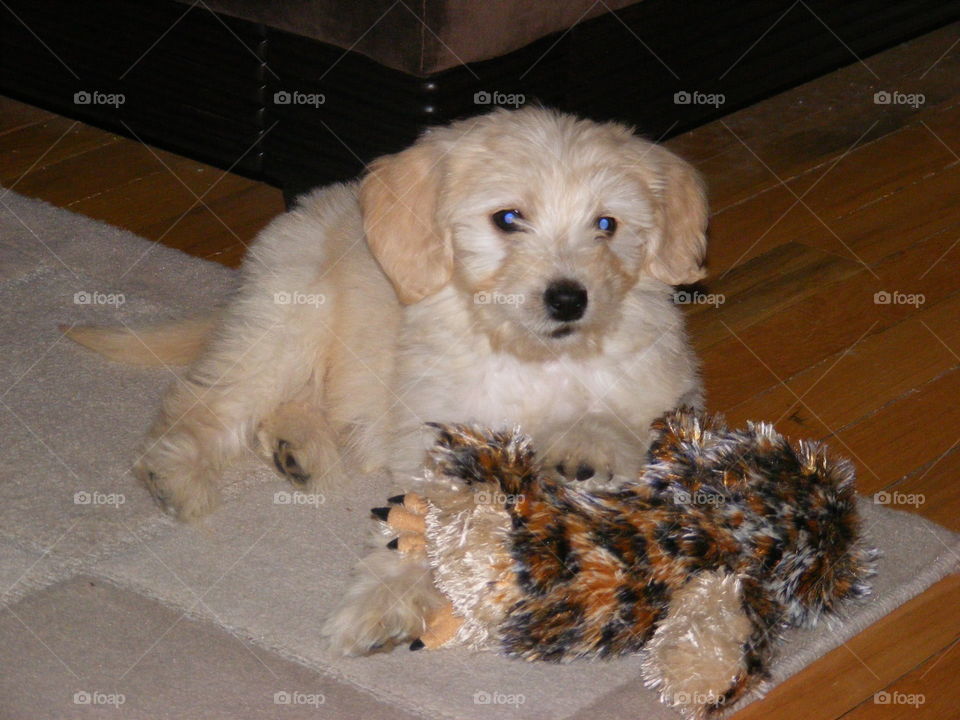 Golden doodle puppy with toy owl