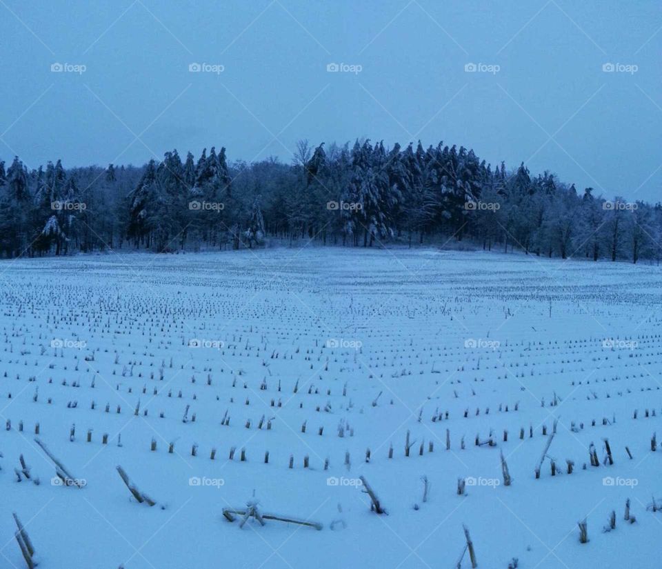 A chopped down corn field covered with snow with a background of pine trees