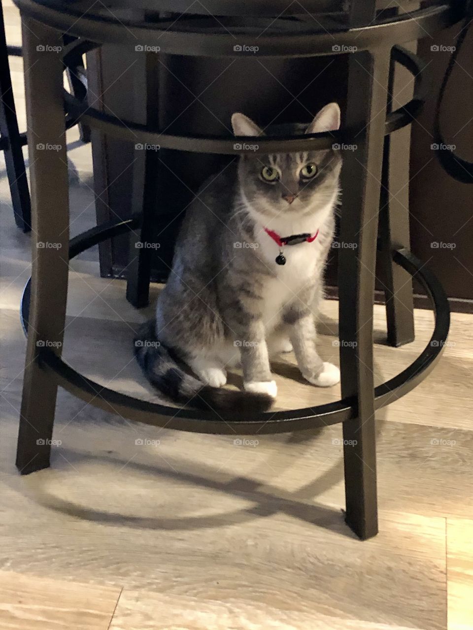 Cat in Kitchen