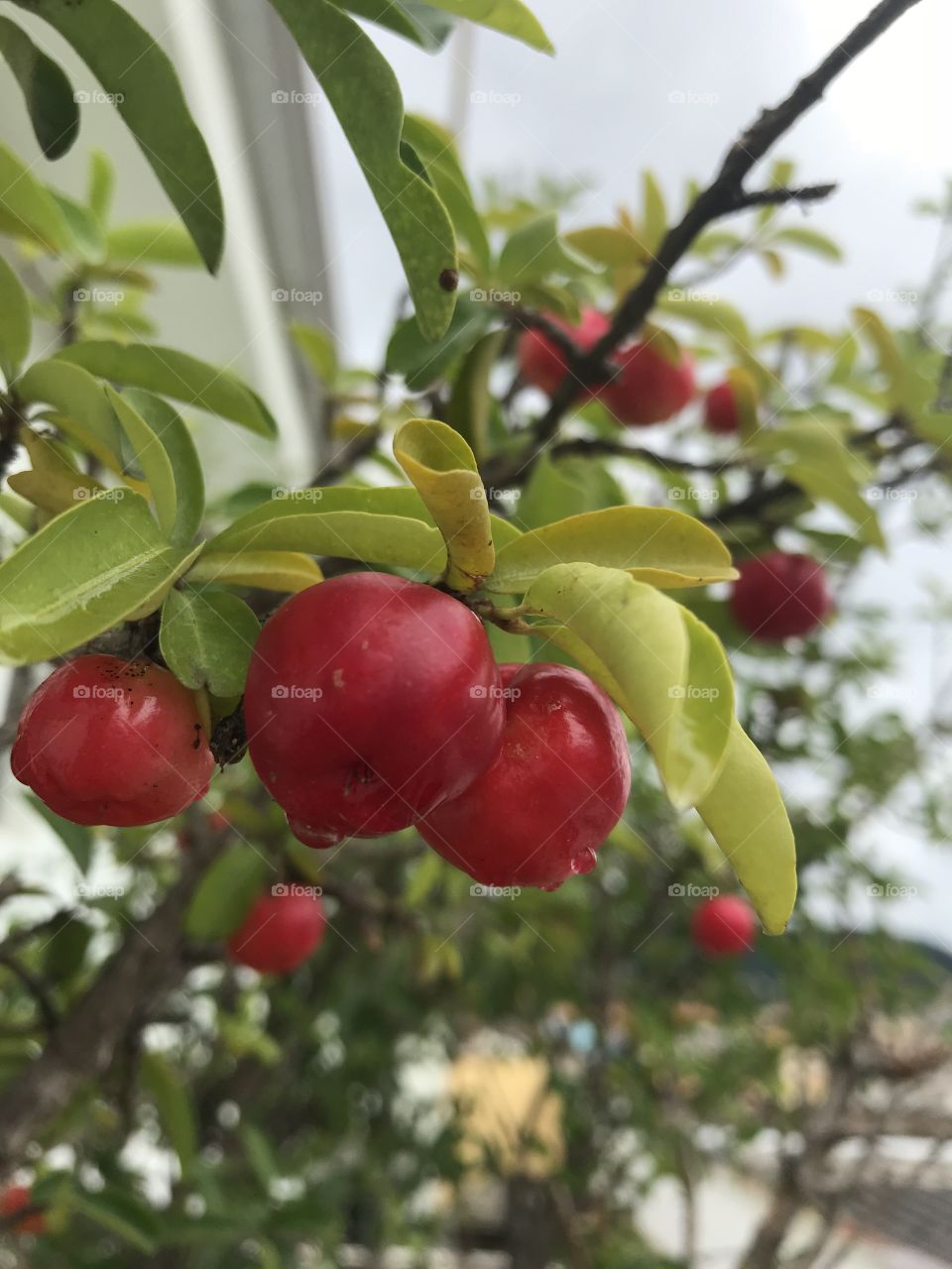 Fruits - acerola 
