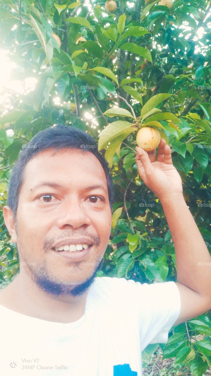 Buah Pala Jalur Rempah Rempah