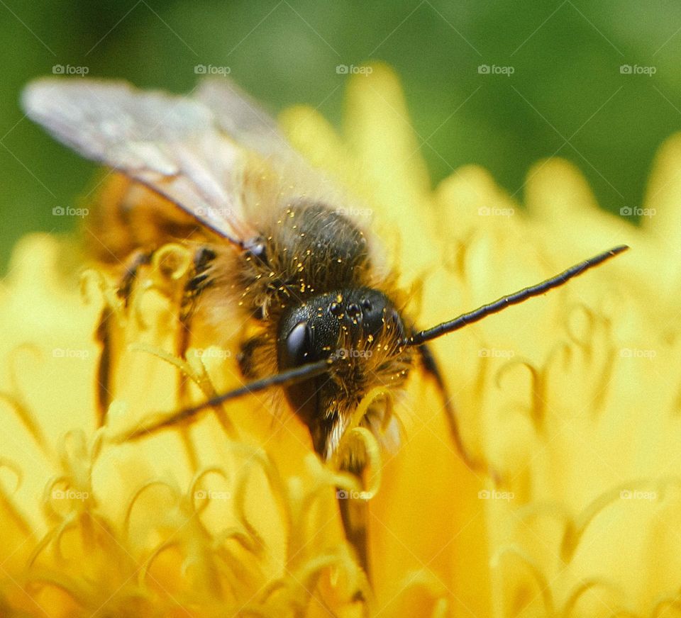 A wild bee collects pollen in a city park