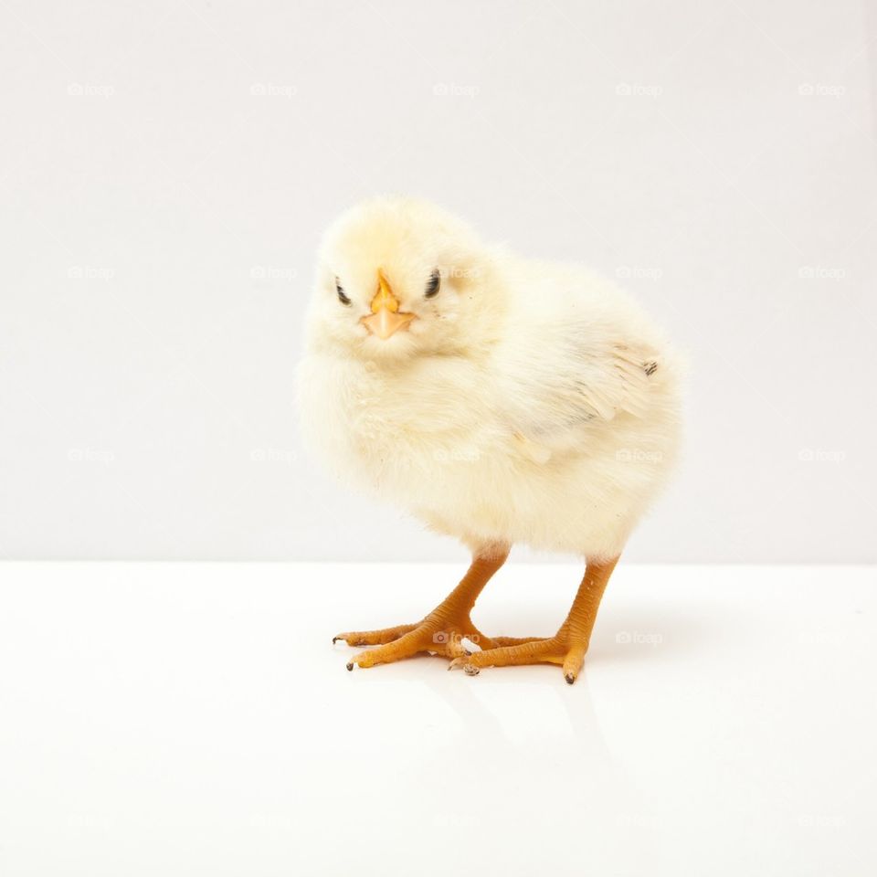 Yellow chick