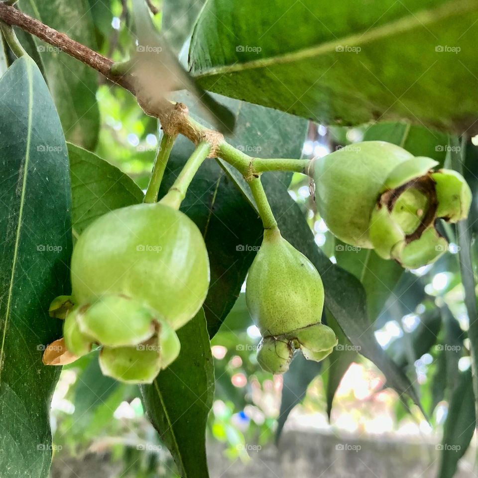 Jambo!
Eles estão nascendo e ficarão saborosos…
😋
#fruits