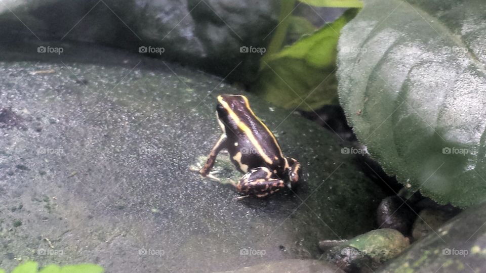 yellow and black frog