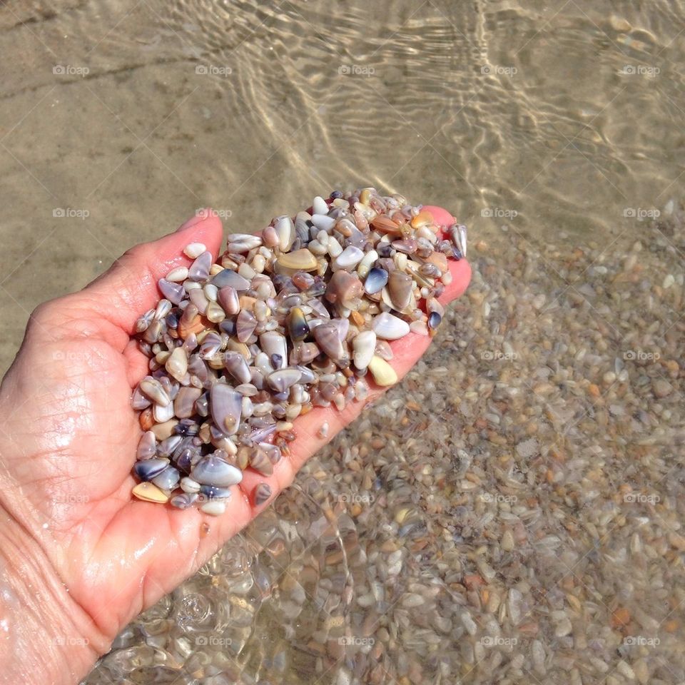 Coquina shells. East coast Florida 