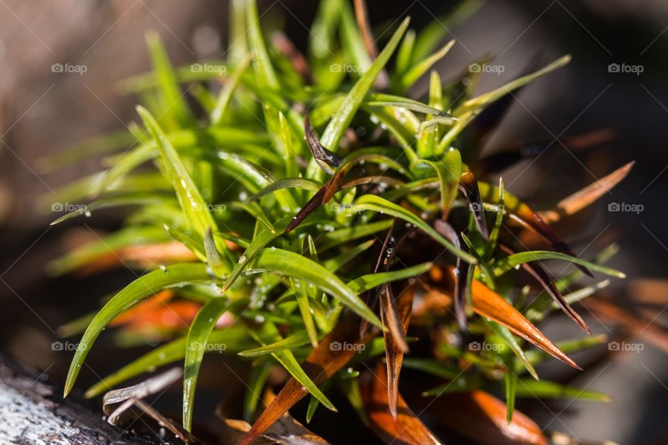 Green macro