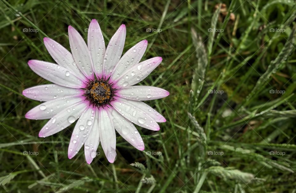 Rain flower