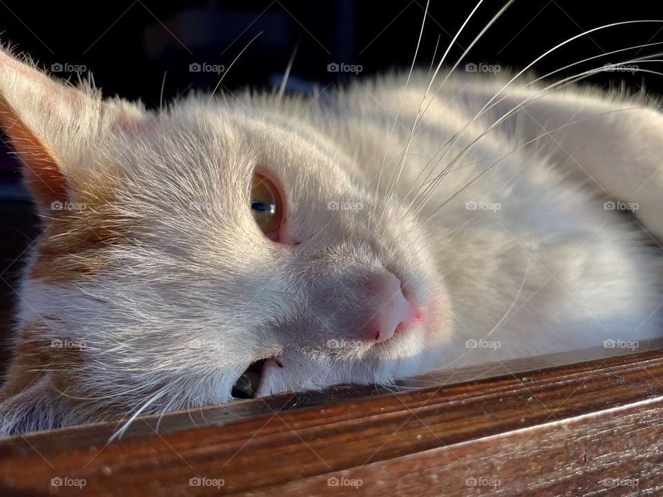 The last sunbeams ☀️