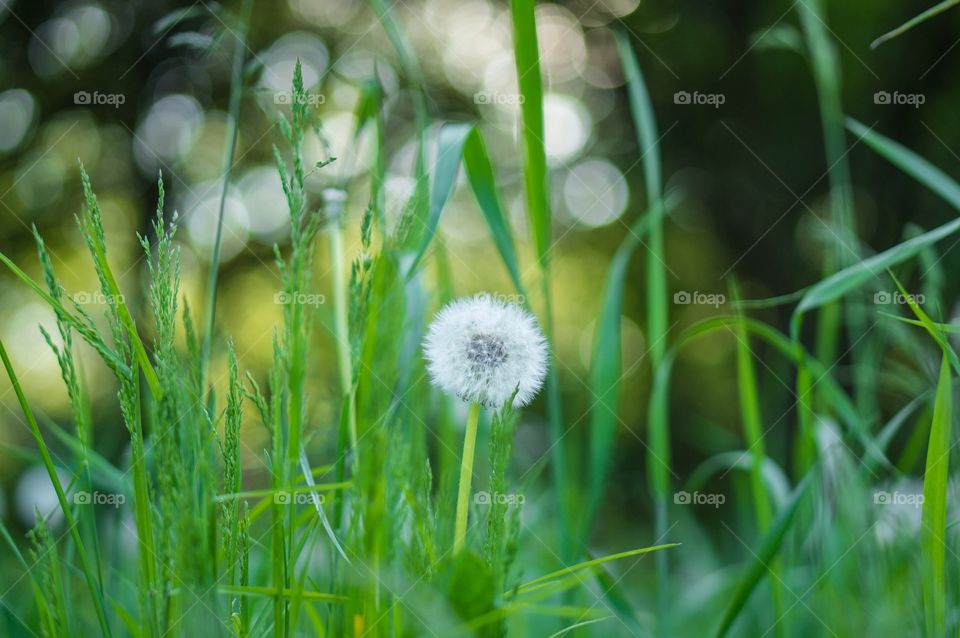 Dandelion