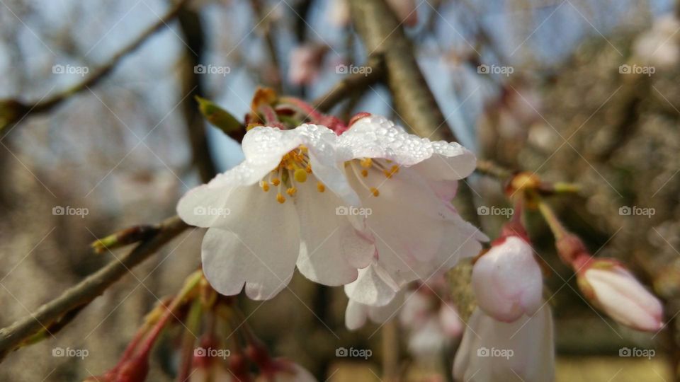 Blushing Beauty: Captivating Cherry Blossoms in Kyoto 