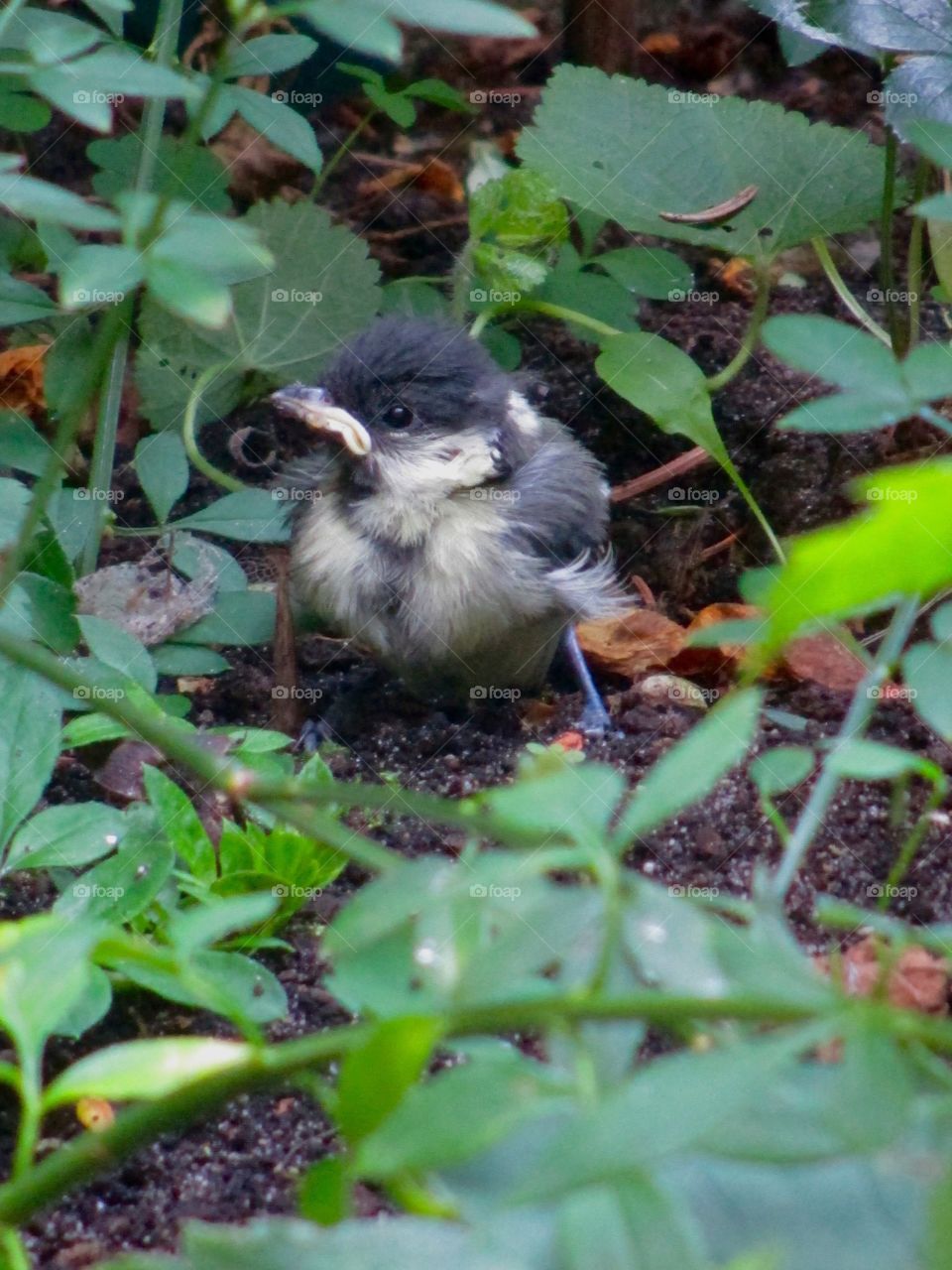 Young tit