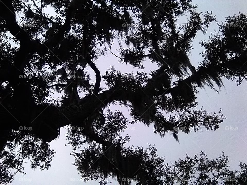 looking up at the tree