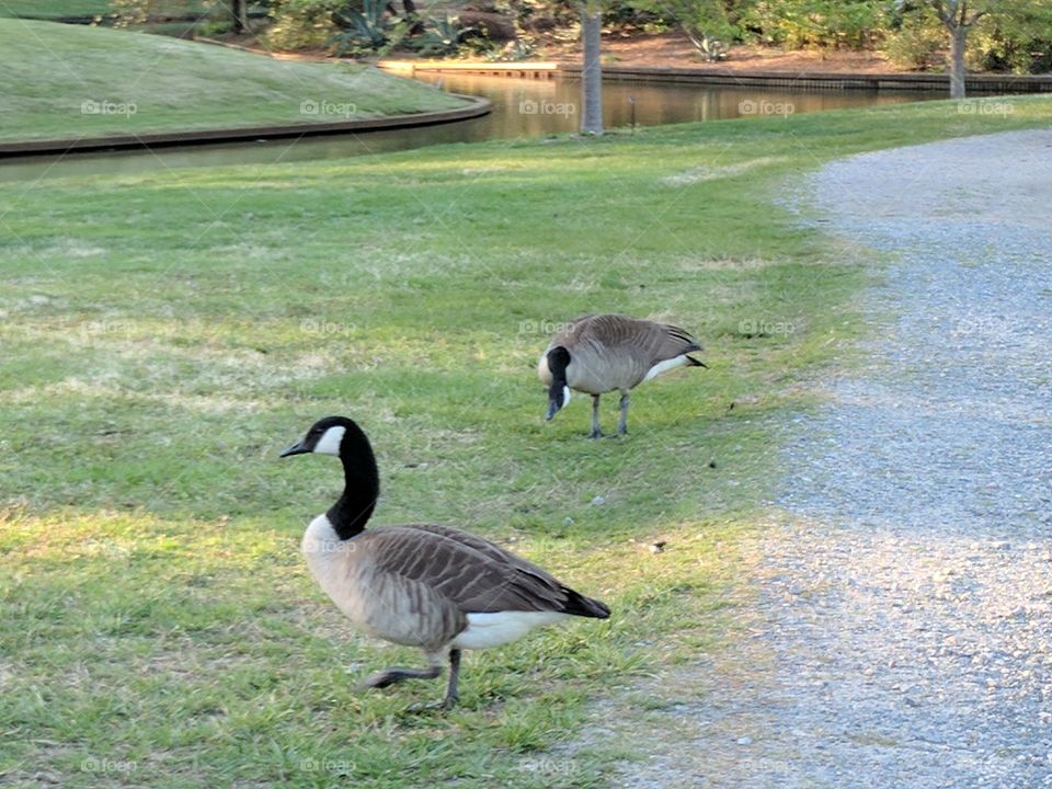 Canadian geese