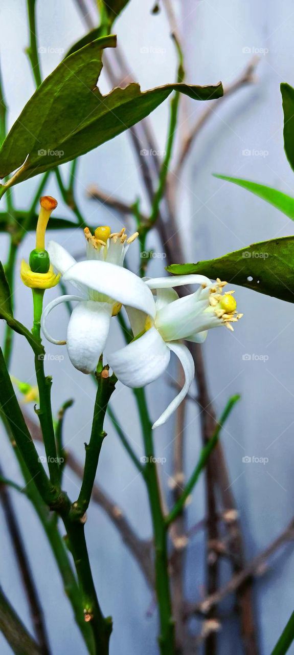 The orange blossom is the fragrant flower of the Citrus sinensis (orange tree).