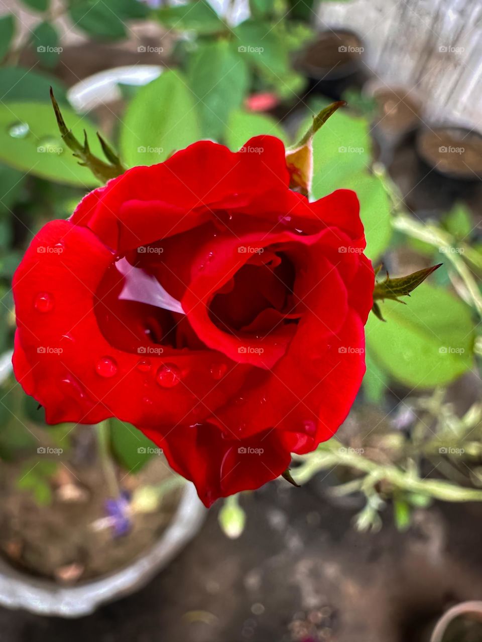 Rose filled with rain water