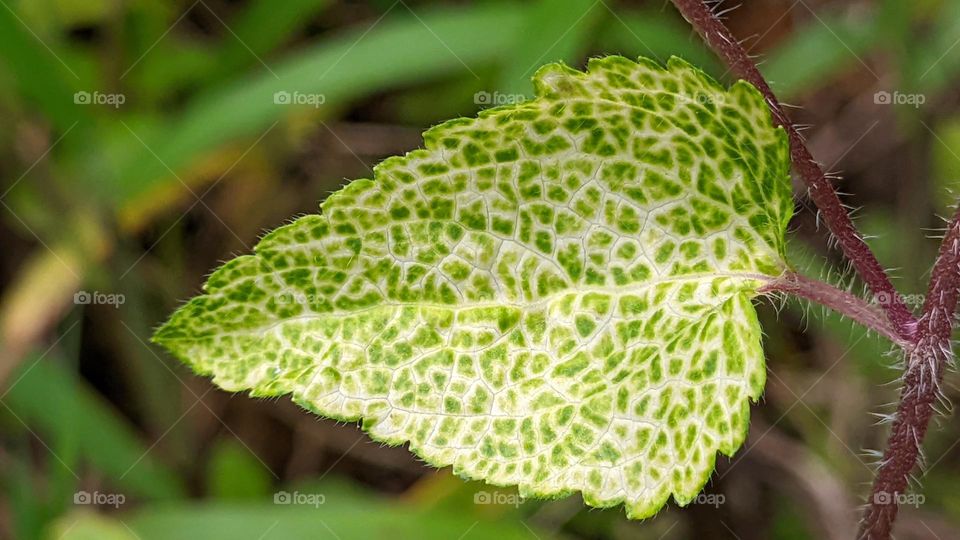 Beautiful Green leaf of a plant