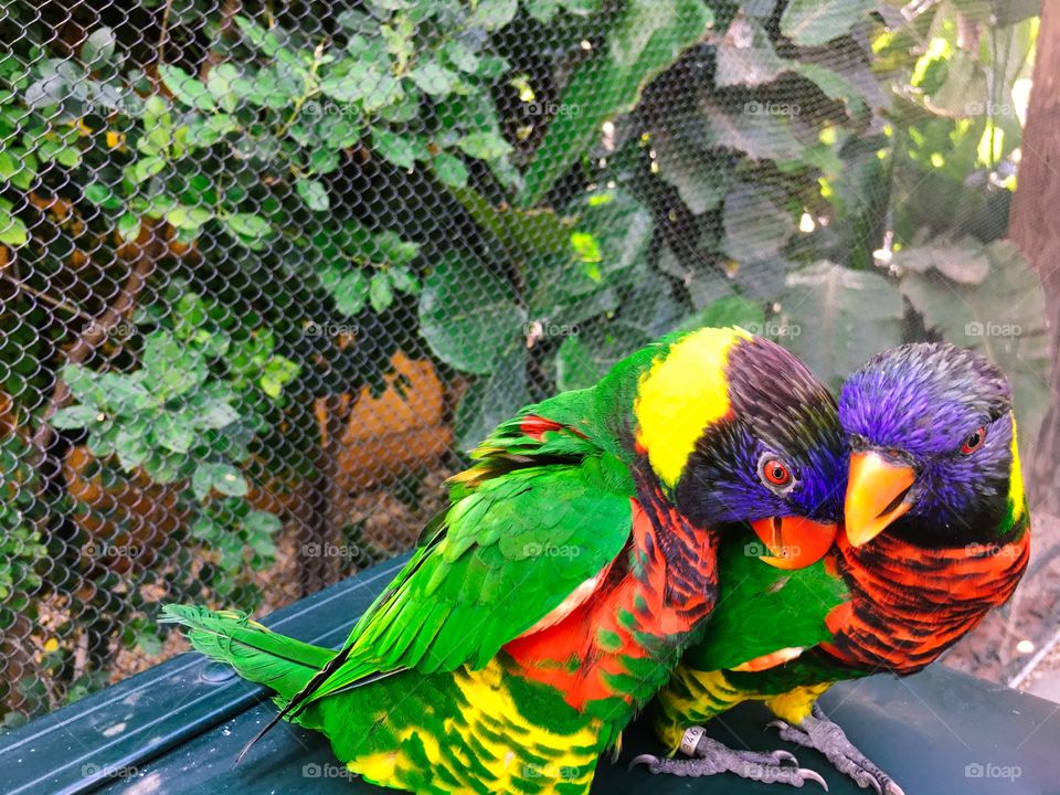 Lorikeets 