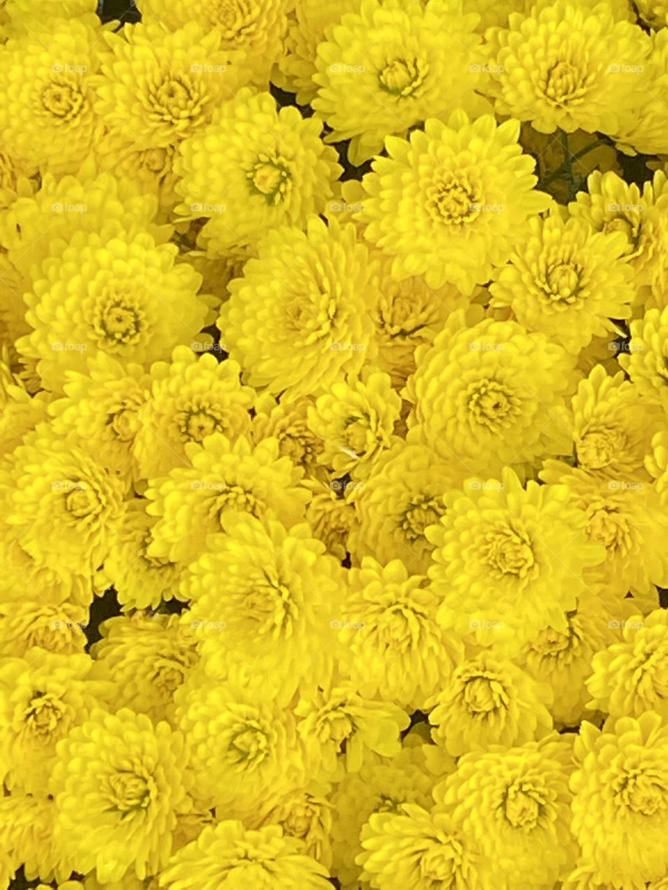 Grand array of yellow and magnificent chrysanthemums that will delight buyers and viewers.