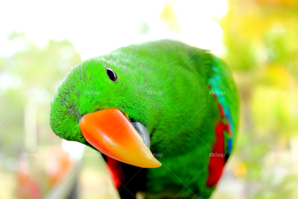 australia green bird cute by nishasharp