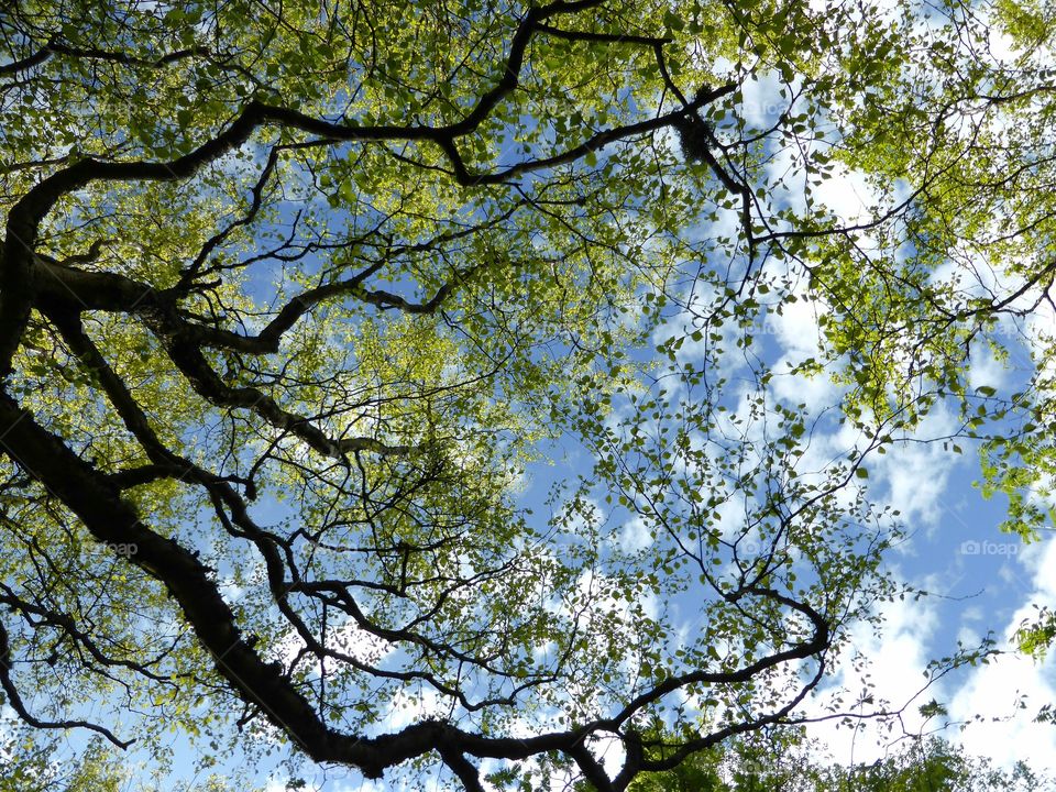 Tree branches against the sky