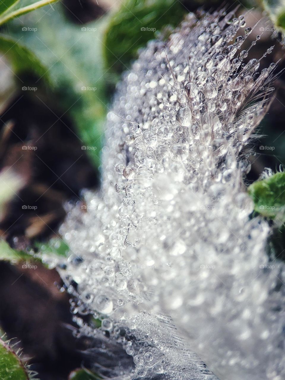 Dew droplets on feather