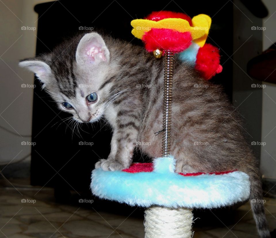 baby grey cat playing