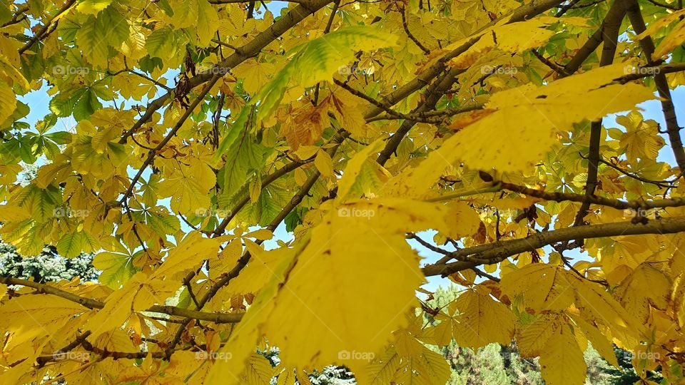 chestnut tree leaves and branches in fall from below tree
