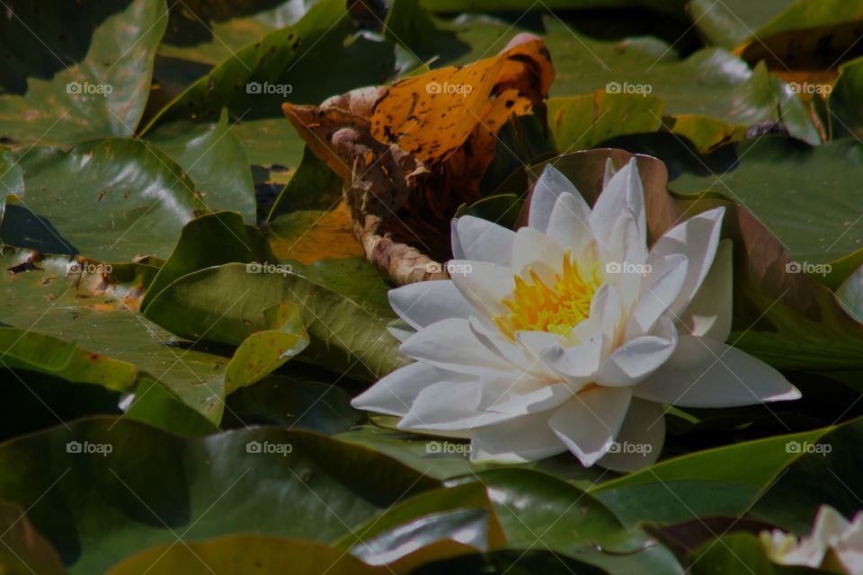 Water lily flower in pond