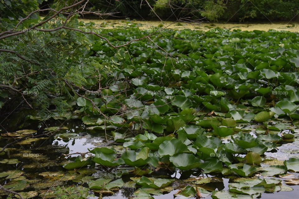 Lily pads covering a pond