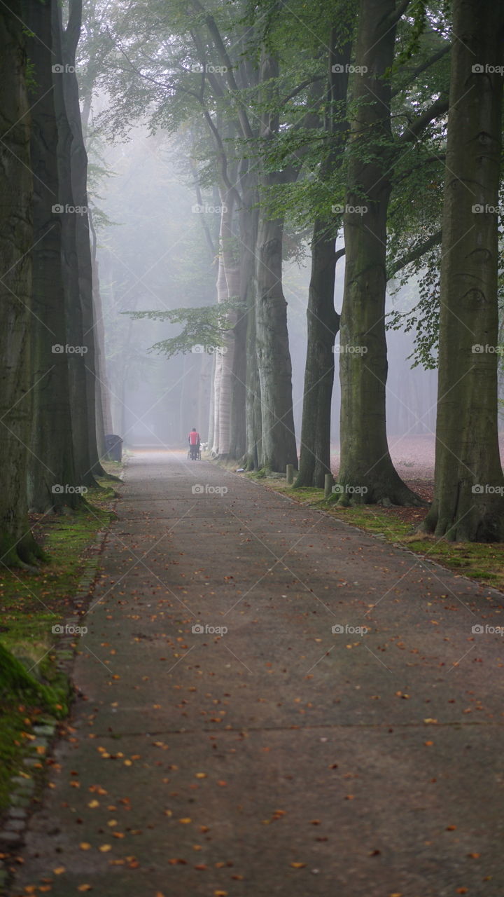 Fog in a park in Antwerp