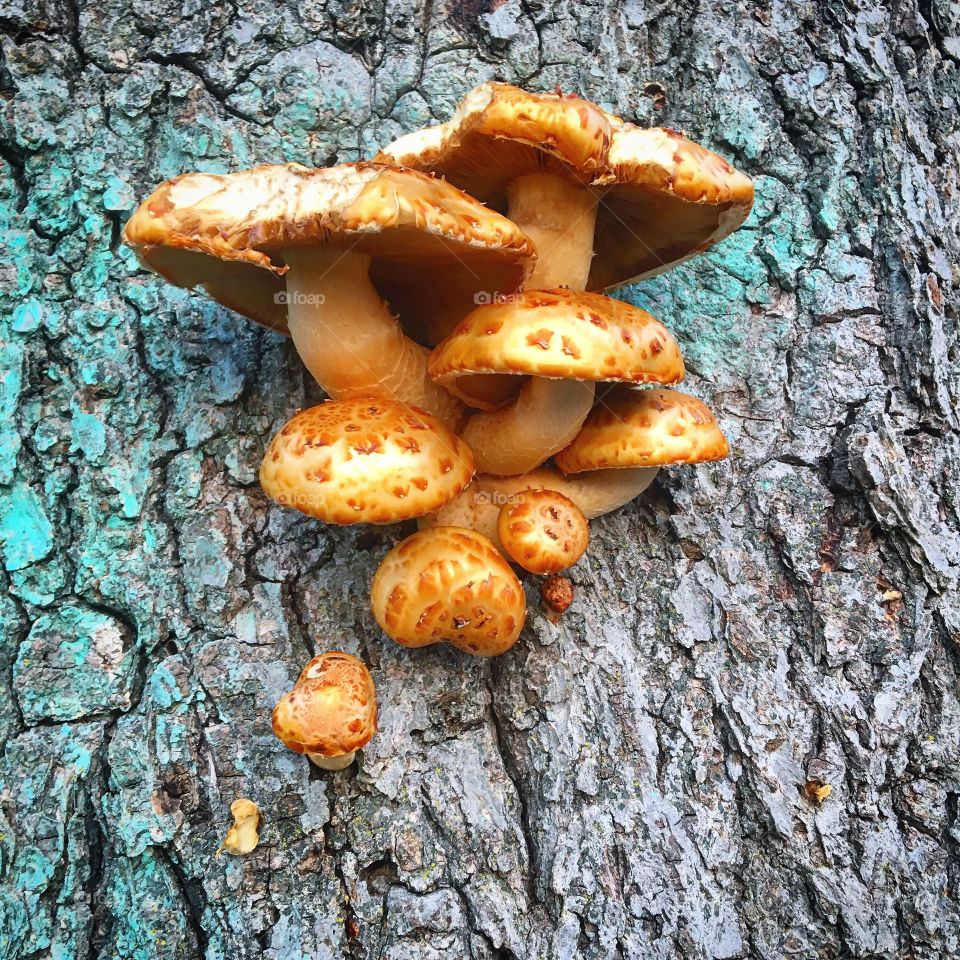 Wild mushroom on tree trunk