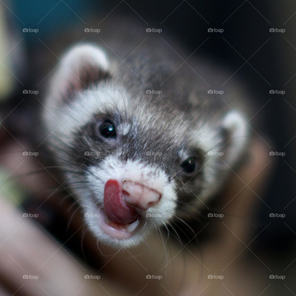 Eager Little Ferret