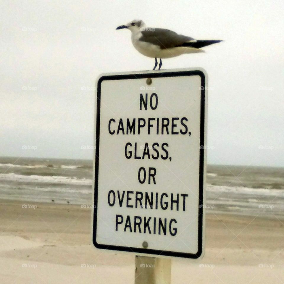 Seagull On Park / Beach Sign