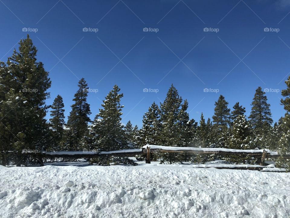 Evergreen forest in winter snow.