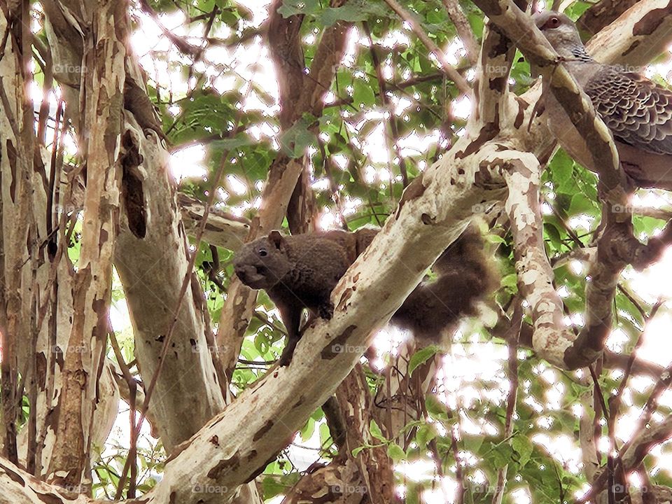 Wild squirrel in the tree