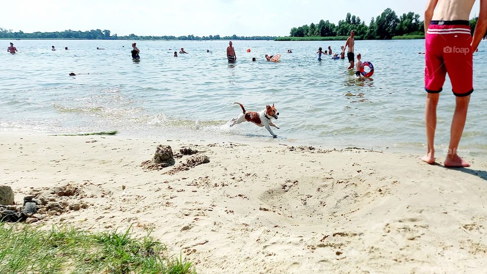 a dog runs along the shore