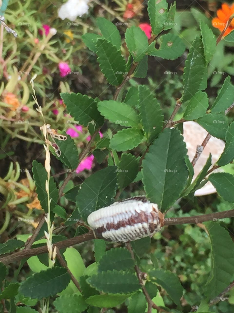 Preying mantis egg sack