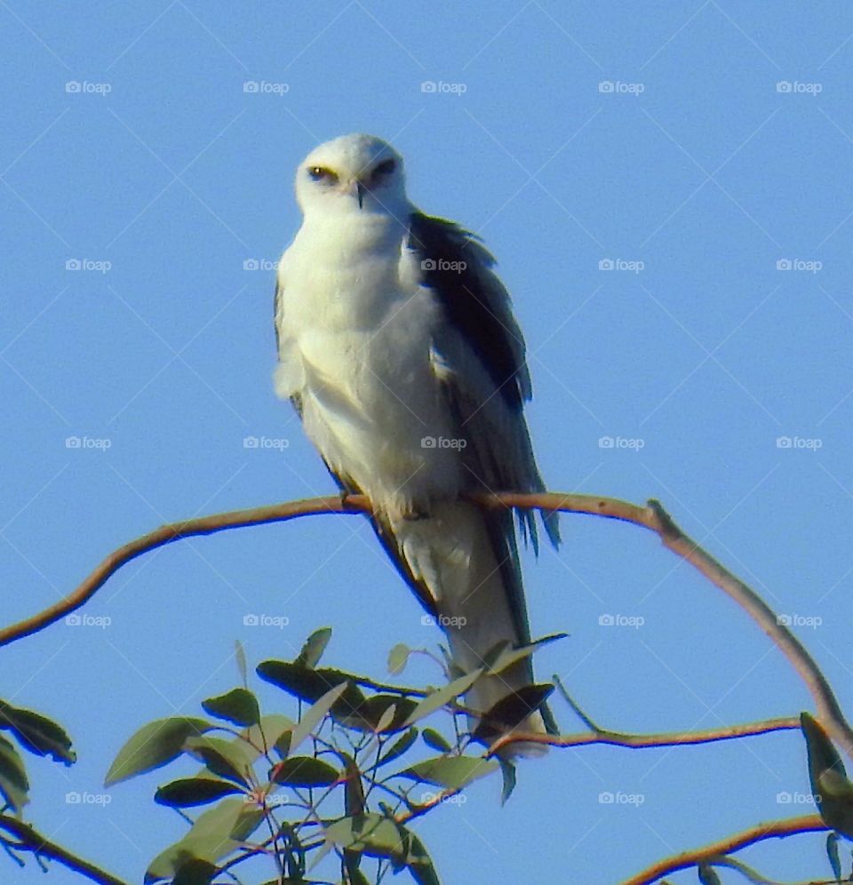 White-Tailed Kite
