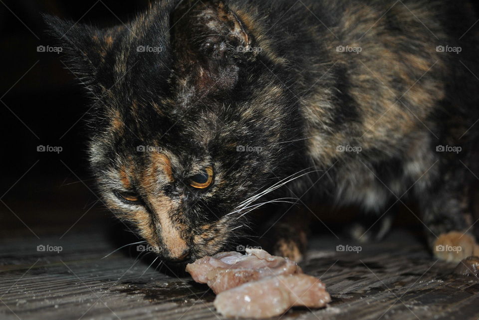 Feeding a cat some fresh fish