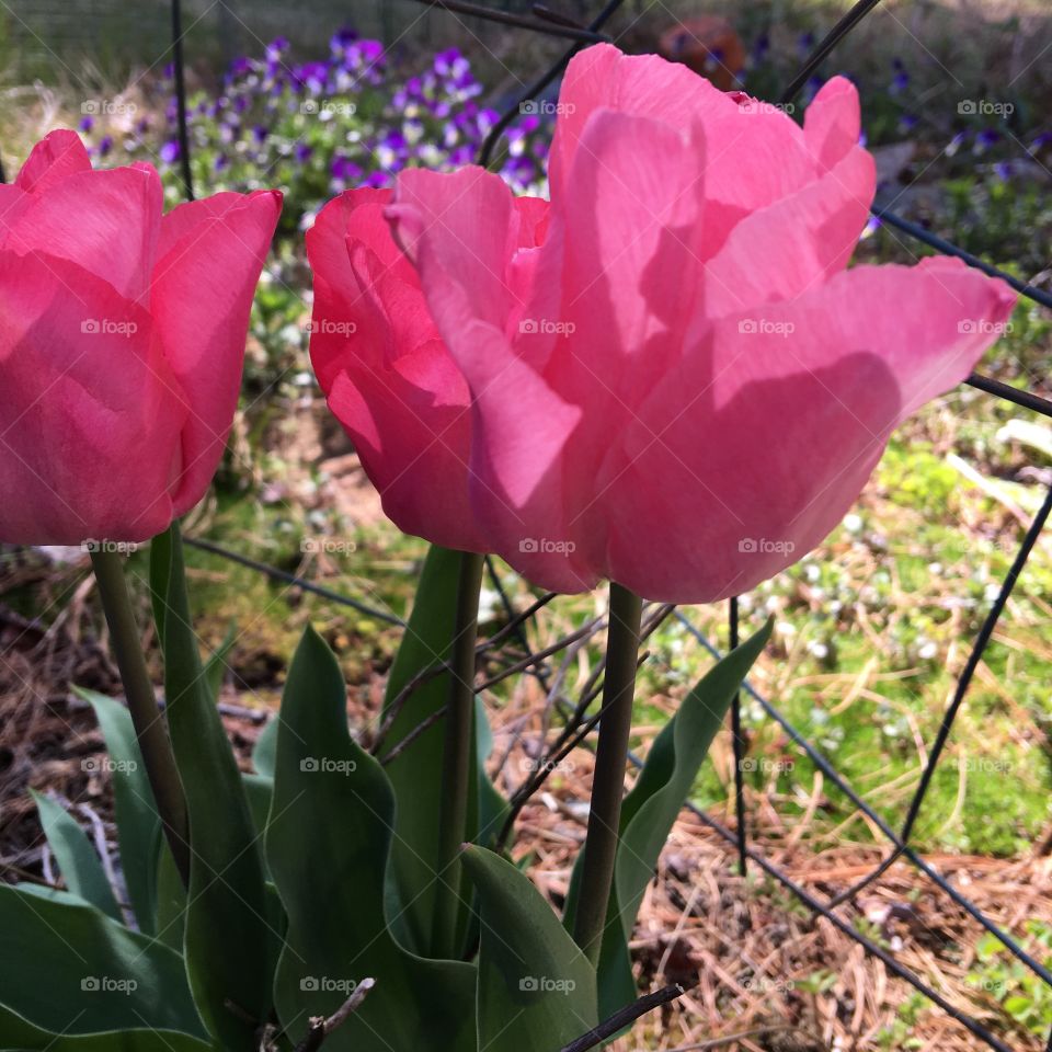 Pink Tulip Bulbs In Full Bloom, w Pansies 