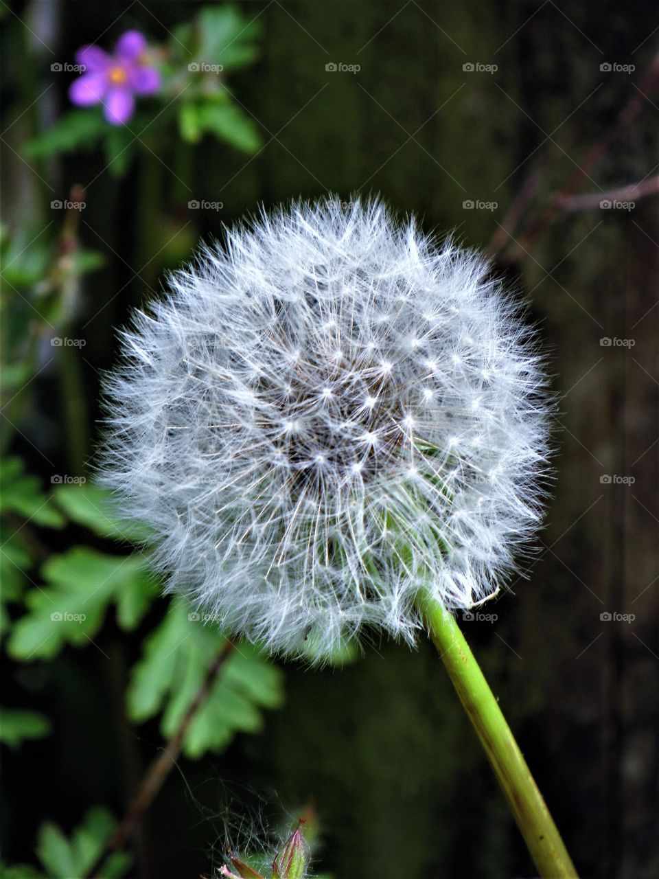 dandelion