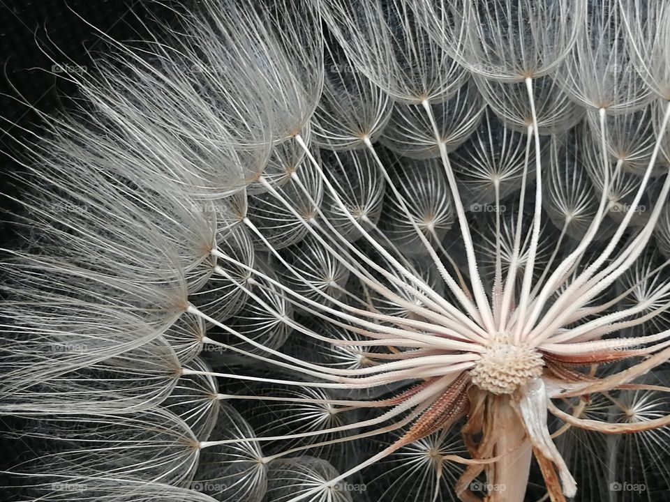 Dandelion