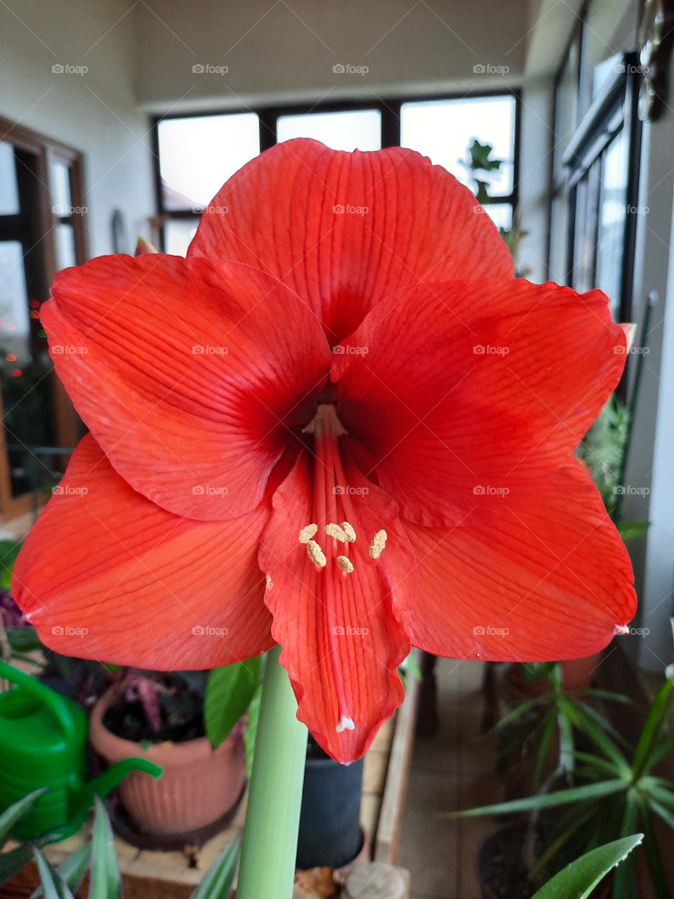 flower in winter - blooming  red amaryllis