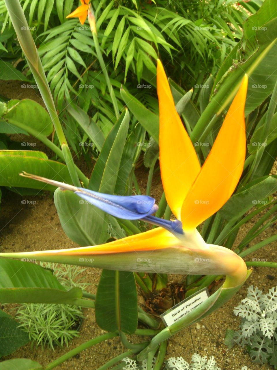 Bird of Paradise