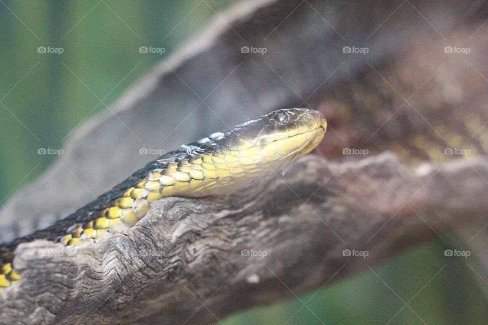 A brightly coloured tiger snake slithering up branches in its small enclosure, the reflection of an ear visible in the glass
