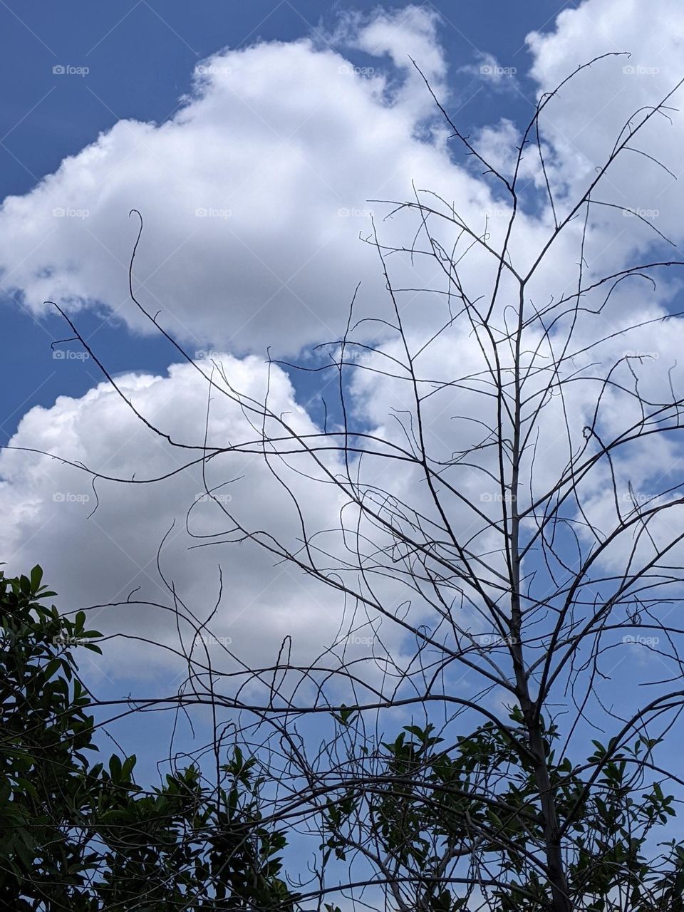 leafless trees and natural atmosphere