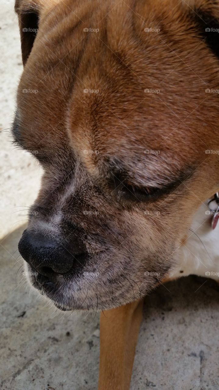 closeup of brown boxer dog head